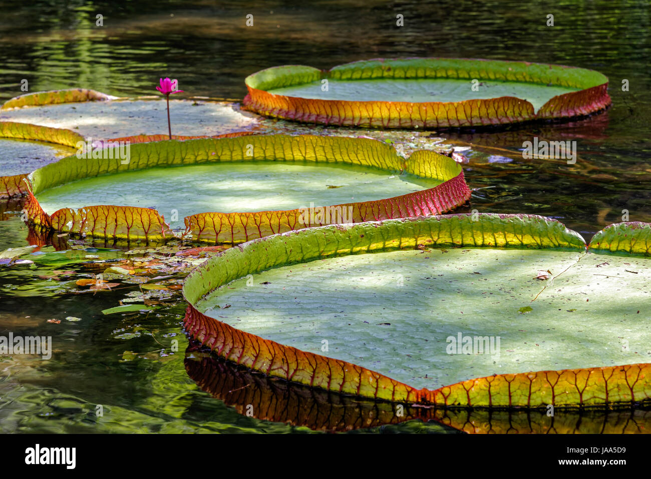 Victoria Regia, large common tropical aquatic plant in the Brazilian Amazon region with its circular leaf floating on the water surface. Stock Photo