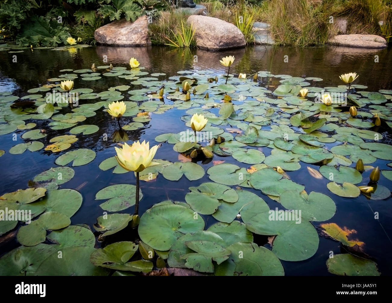 Pond of Lotus and rocks. This image was taken in Golden Gate Park, located in San Francisco, California. Stock Photo