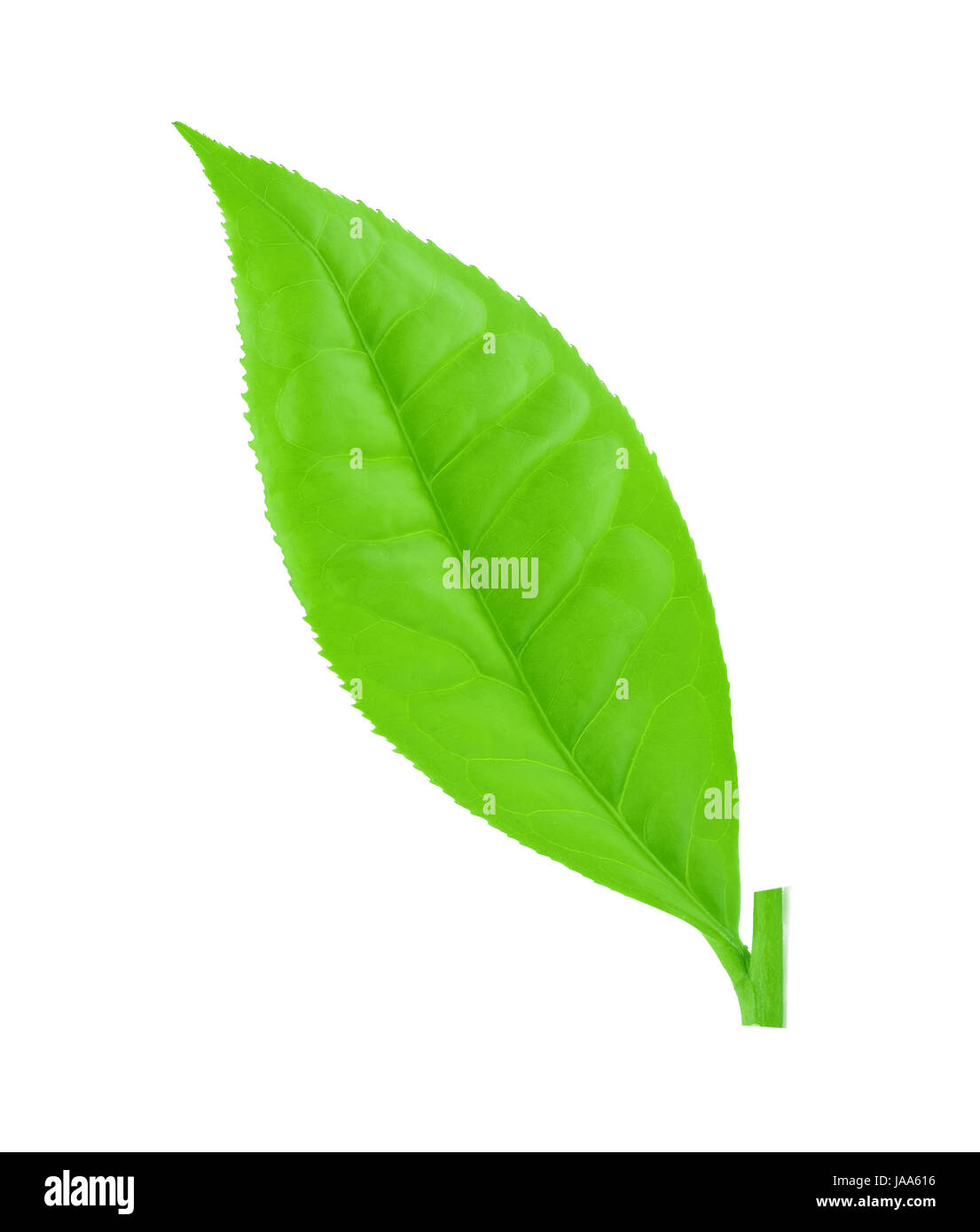 Green tea leaf isolated on white background Stock Photo - Alamy