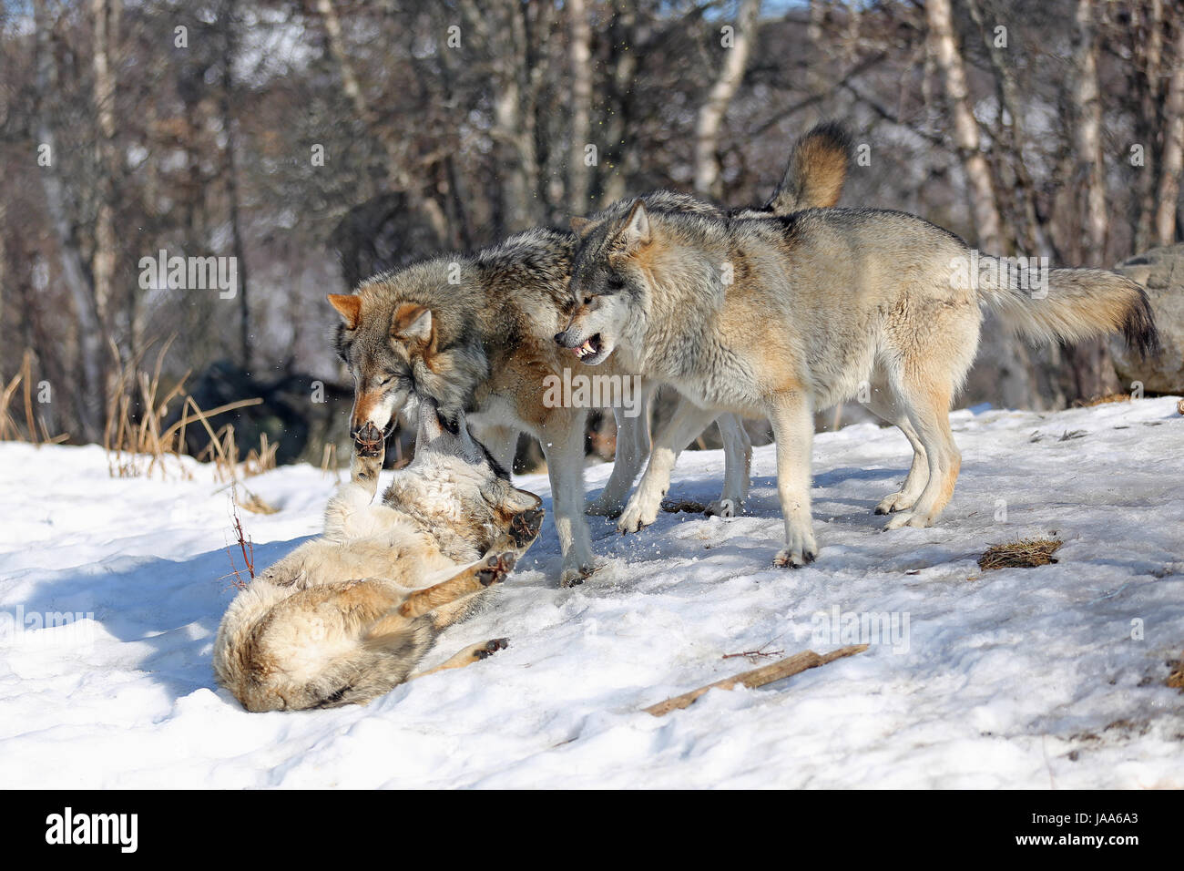 Wolves fighting for hierarchy rights.  Omega wolf on it's back. Stock Photo
