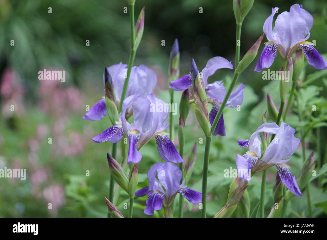 beautiful garden iris flower in pompous summer bloom Stock Photo