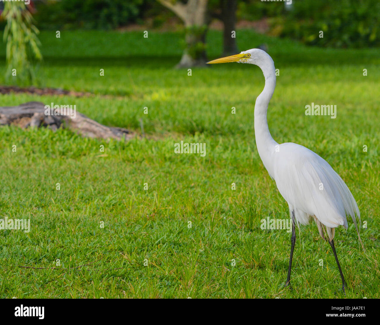 A Great White Heron (ardea herodias occidentalis)In the park at the Largo Central Park in Largo, Florida. Stock Photo
