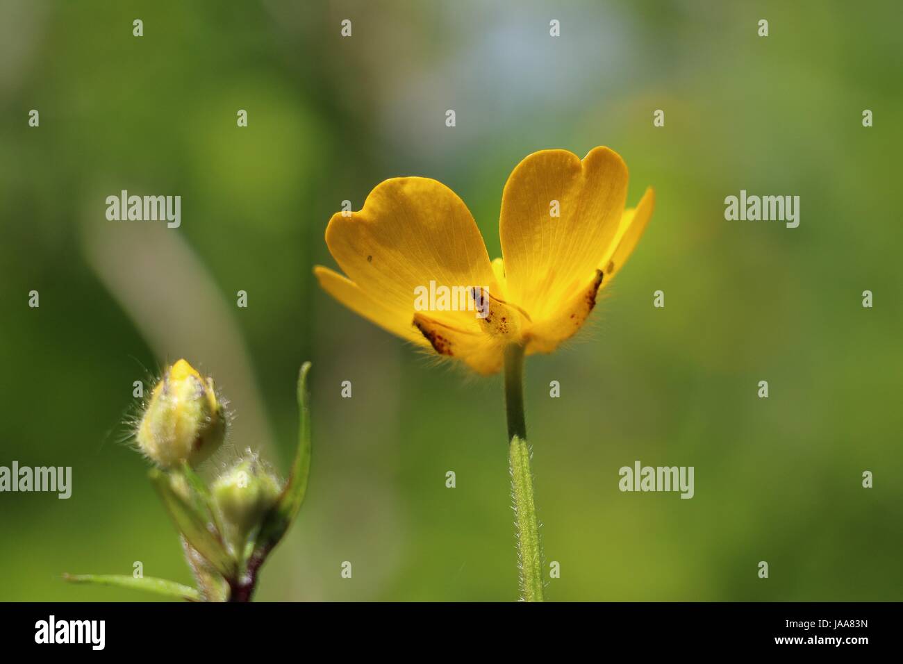 Single Yellow Creeping Buttercup Flower, Ranunculus repens, shimmering in the summer sun on a natural green background; under view. Stock Photo