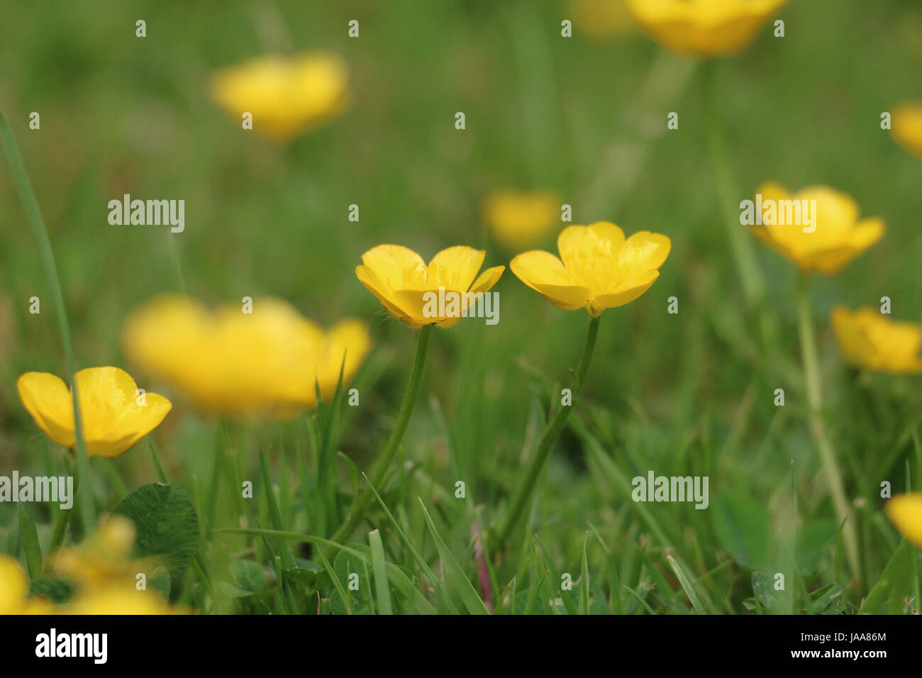 Yellow Creeping Buttercup Flowers, Ranunculus repens, shimmering in the summer sun on natural green grass background. Stock Photo