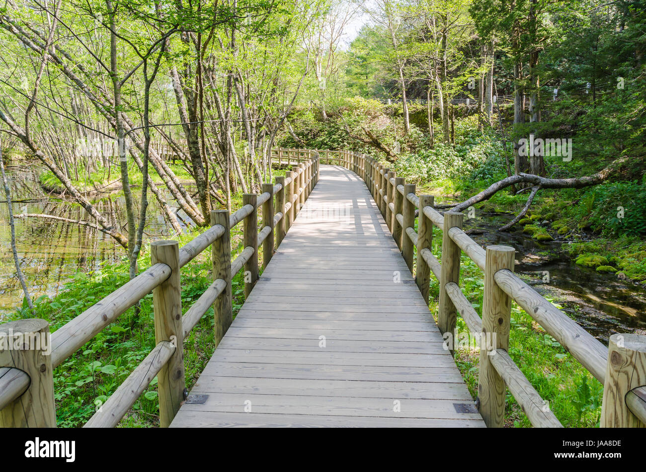 Wooden path and green environment at kamikochi japan Stock Photo