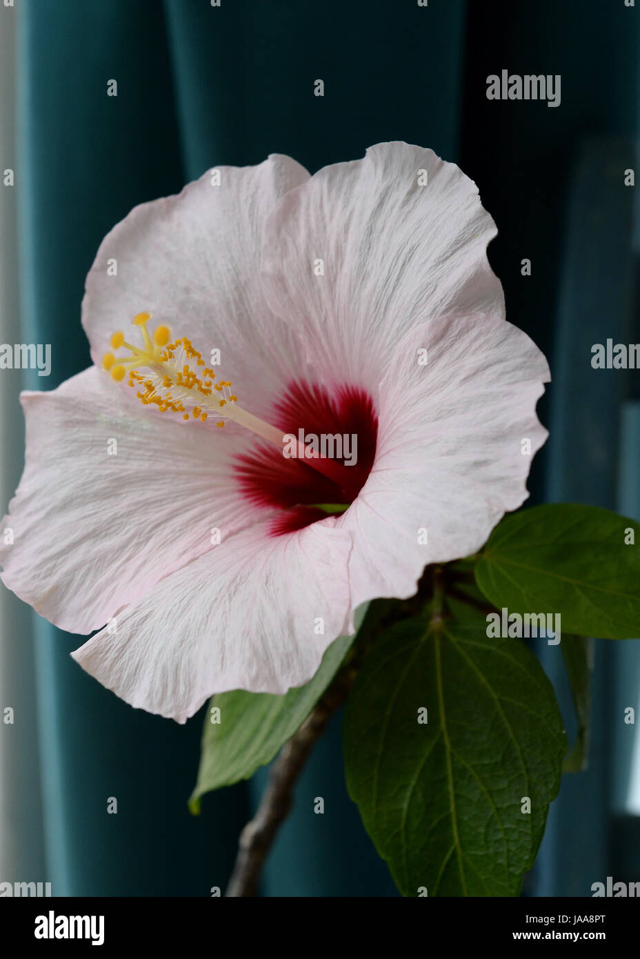 attractive pale pink hibiscus flower  on window sill Stock Photo