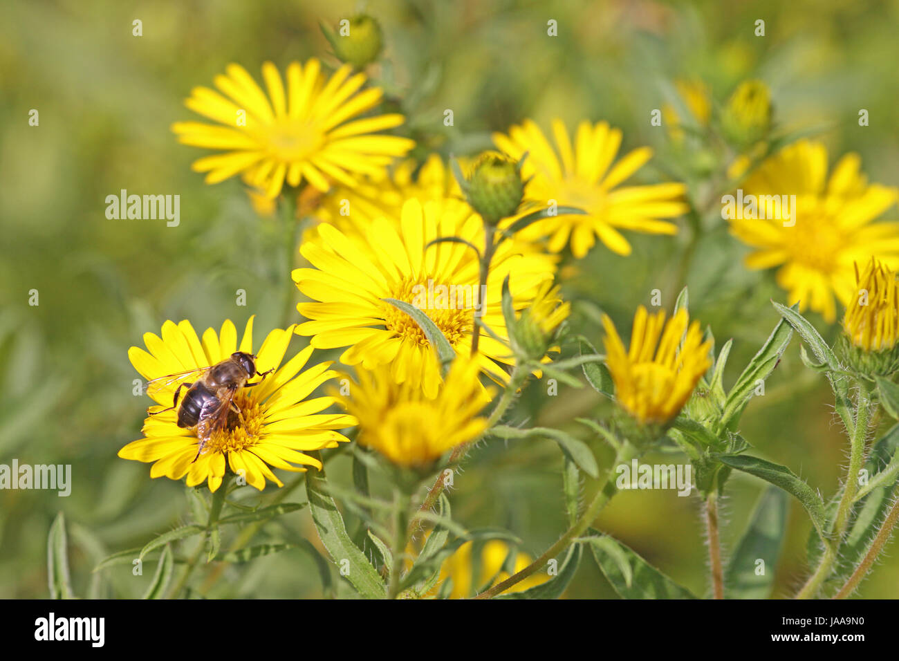 fly, garden, flower, flowers, plant, blossoms, fly, late summer, golden, Stock Photo