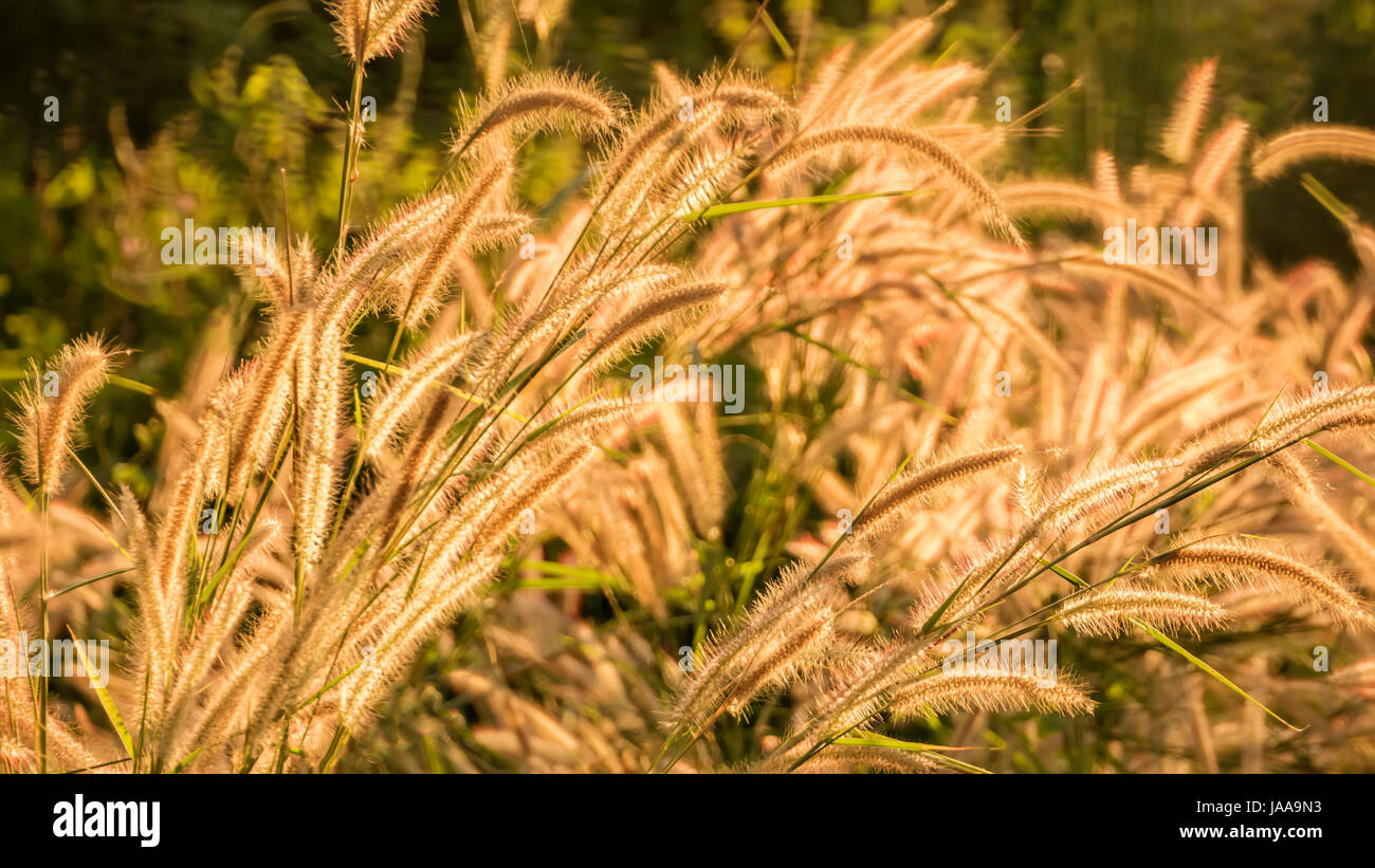 The Liliopsida  or Poaceae or Weed Flowers fields Stock Photo