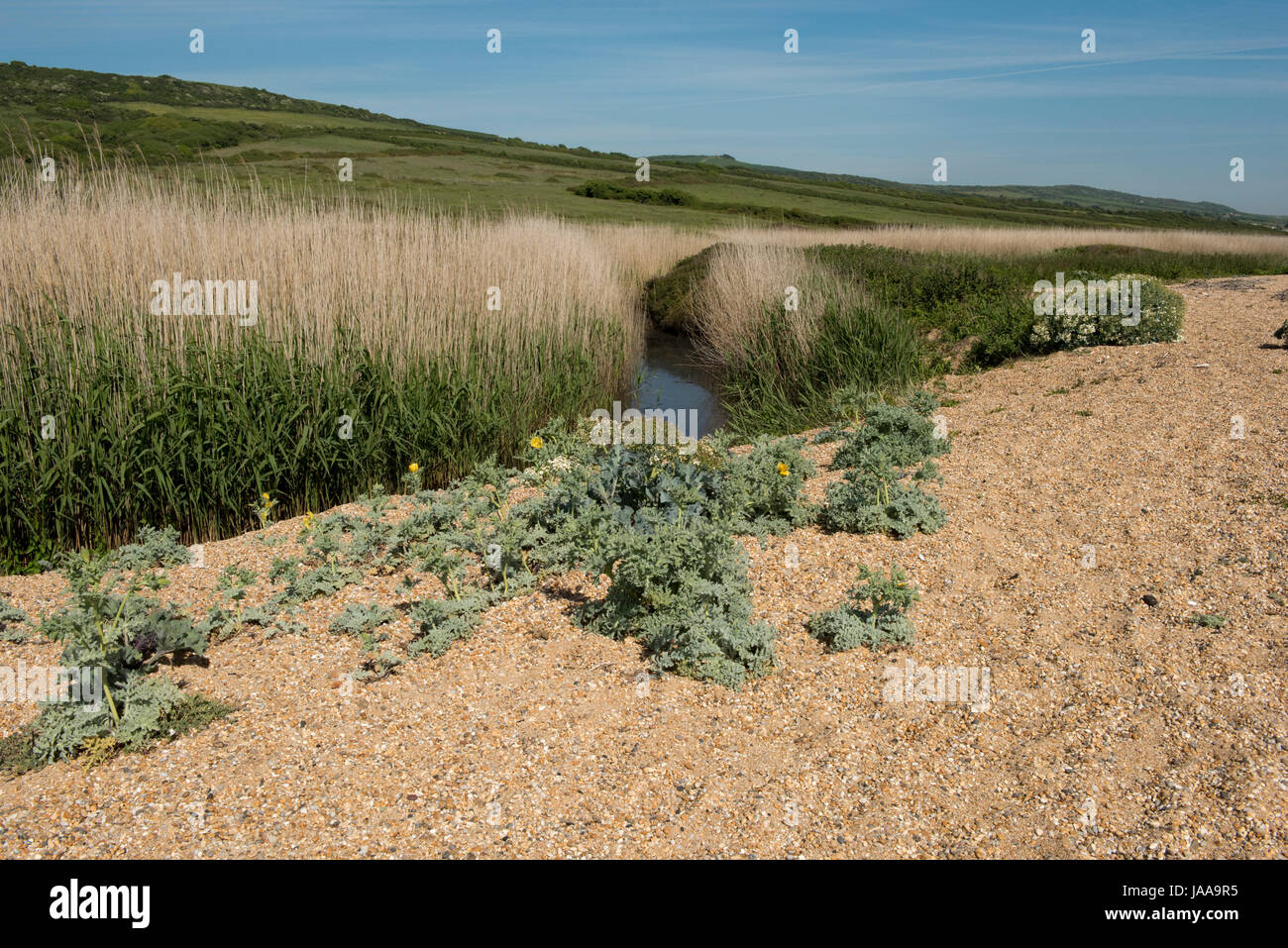 Lake and reed bed at Cogden Beach Nature Reserve on Chesil Beach.  Shingle and yellow horned poppies on the shingle beach, Dorset, May Stock Photo
