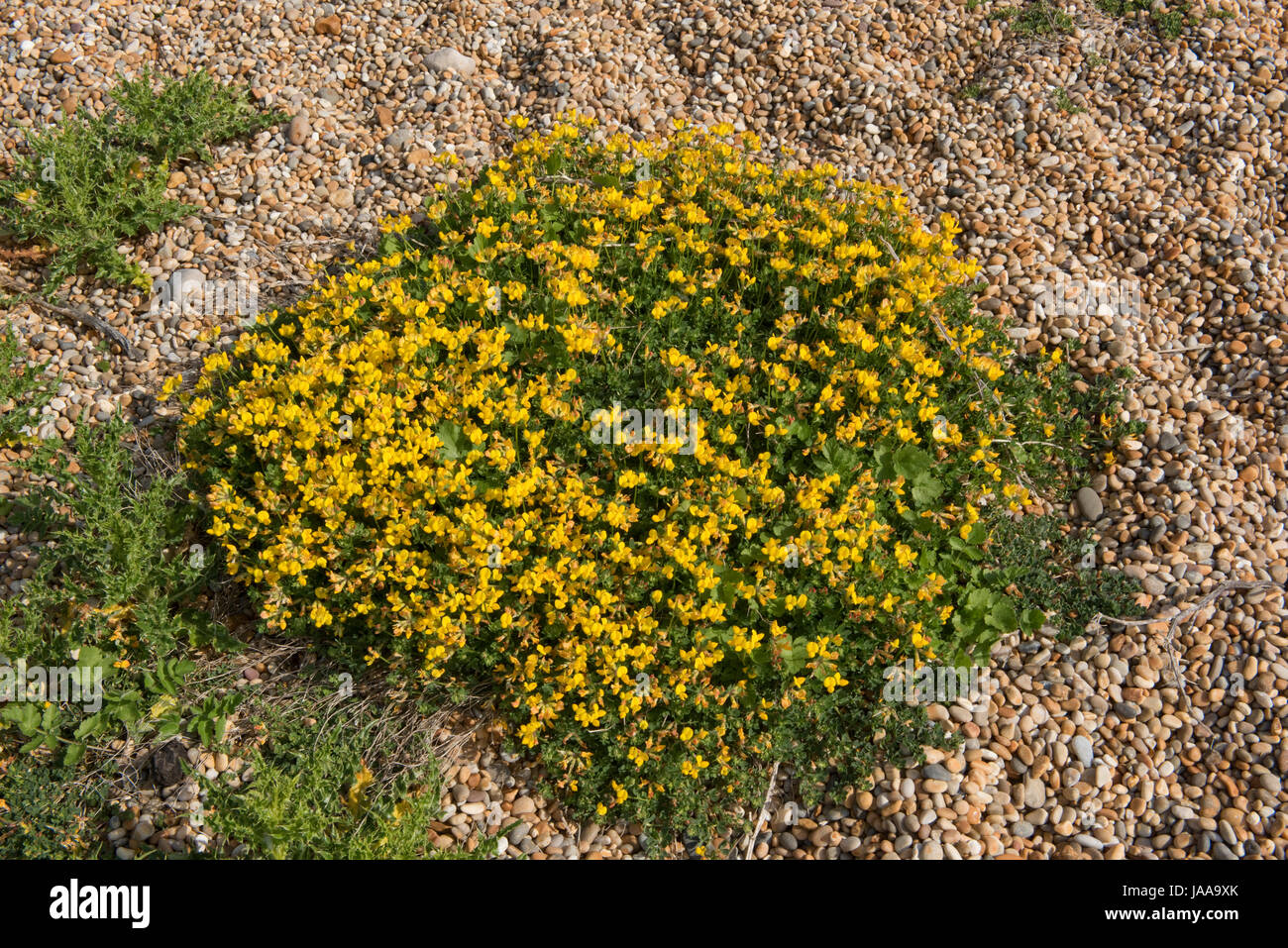 Yellow flowering cushion of Bird's-foot trefoil, Lotus cornicumalus growing in the shingle of Chesil Beach, Dorset, May Stock Photo