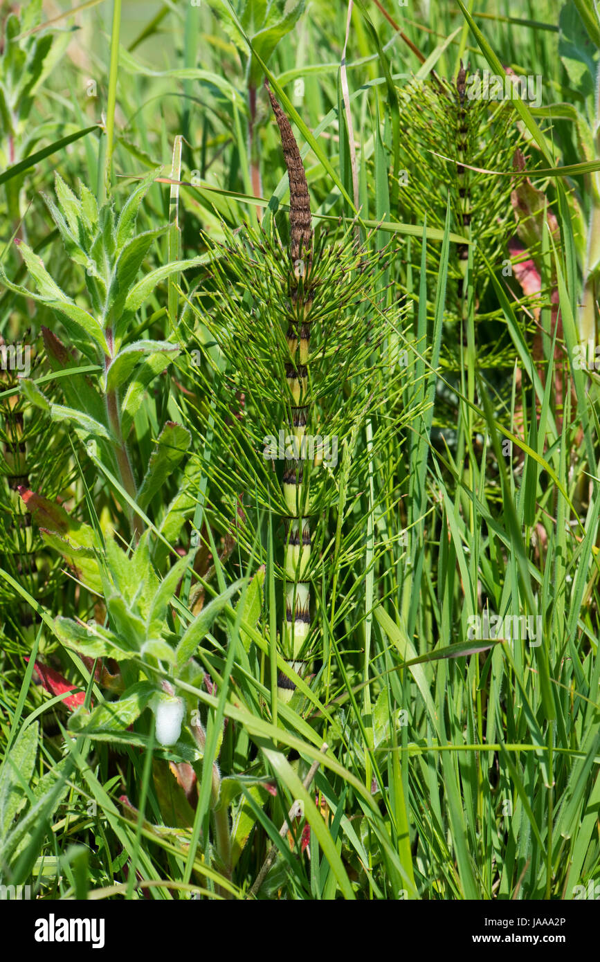 Young sterile shoot of great horsetail, Equisetum telmateia,  growing in wetland behind Chesil Beach, Dorset, May Stock Photo