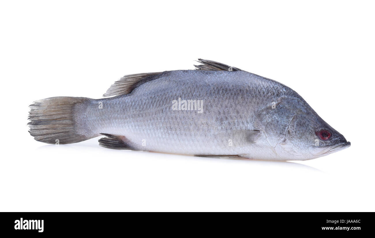 Barramundi fish hires stock photography and images Alamy