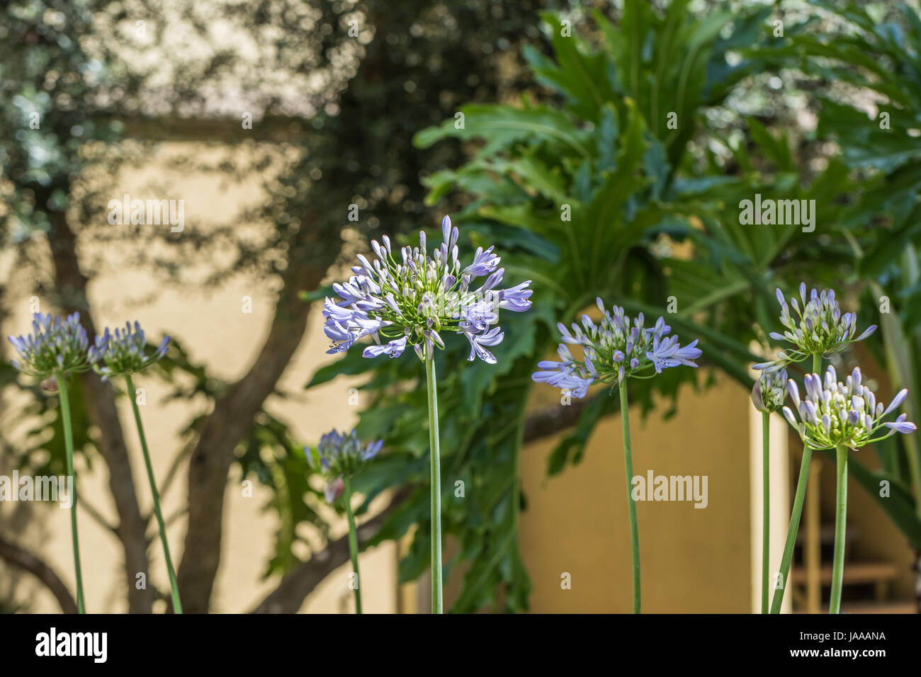 African blue lilies Stock Photo