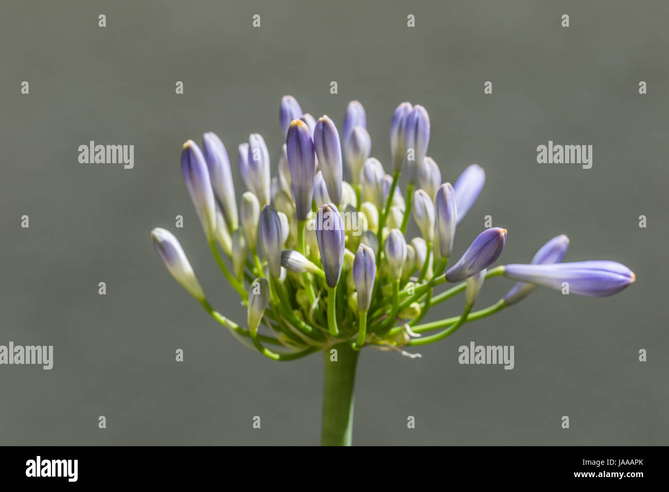 African Blue Lily Stock Photo