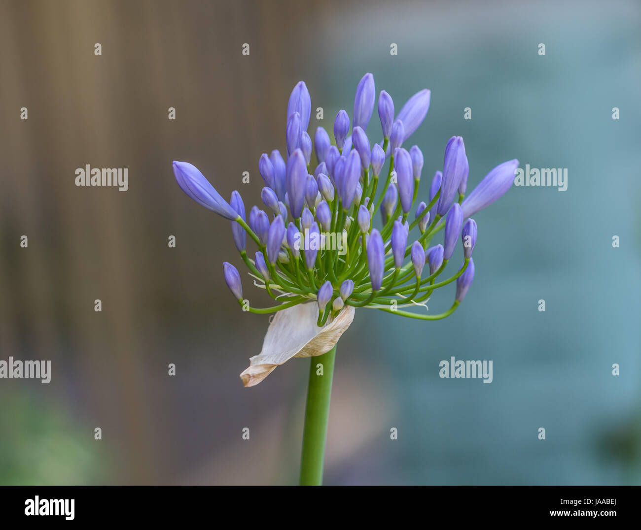 African Blue Lily Stock Photo