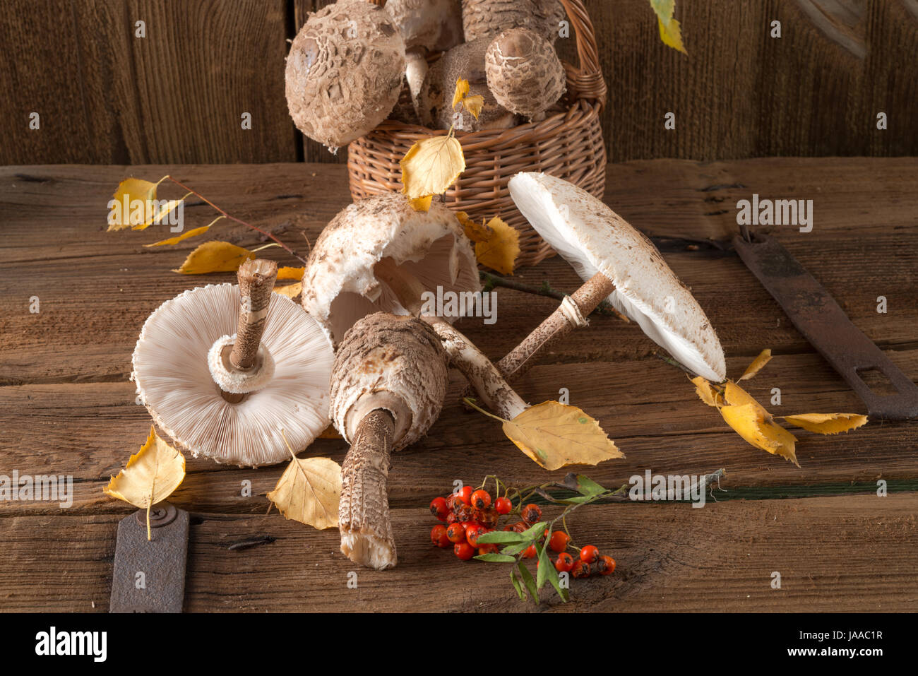 parasol mushroom (Macrolepiota procera) Stock Photo