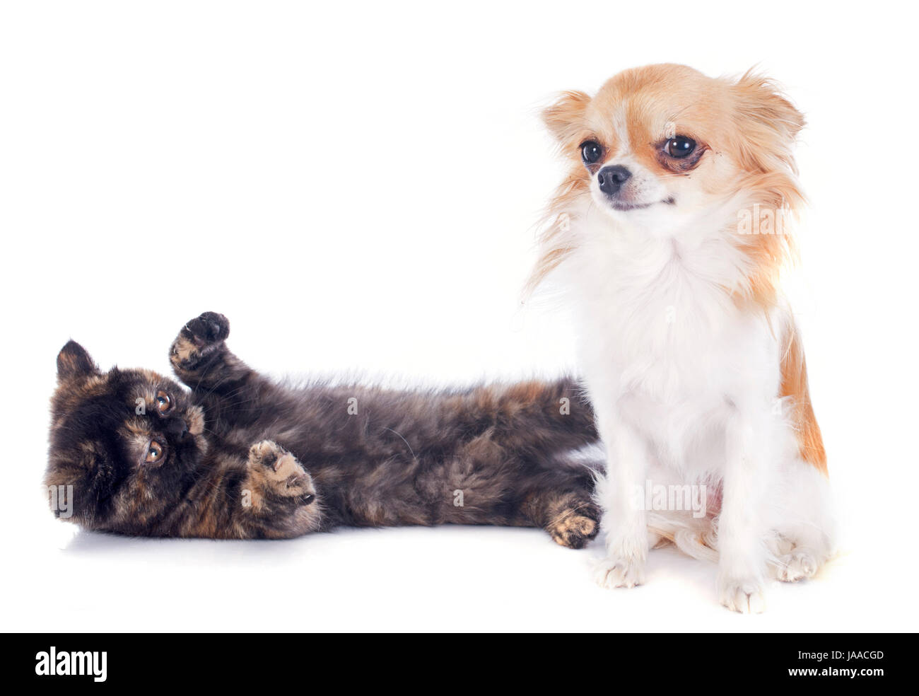 Chihuahua british shorthair hi-res stock photography and images - Alamy