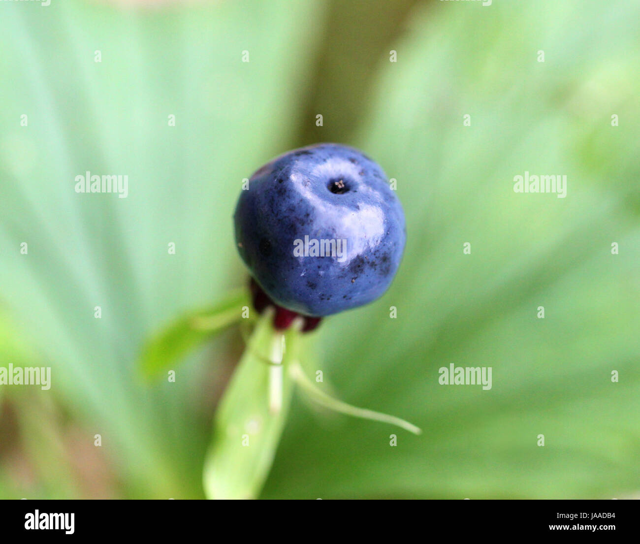 blue, poison, berry, forestry, toxic, poisonous, blue, leaf, green, poison Stock Photo Alamy