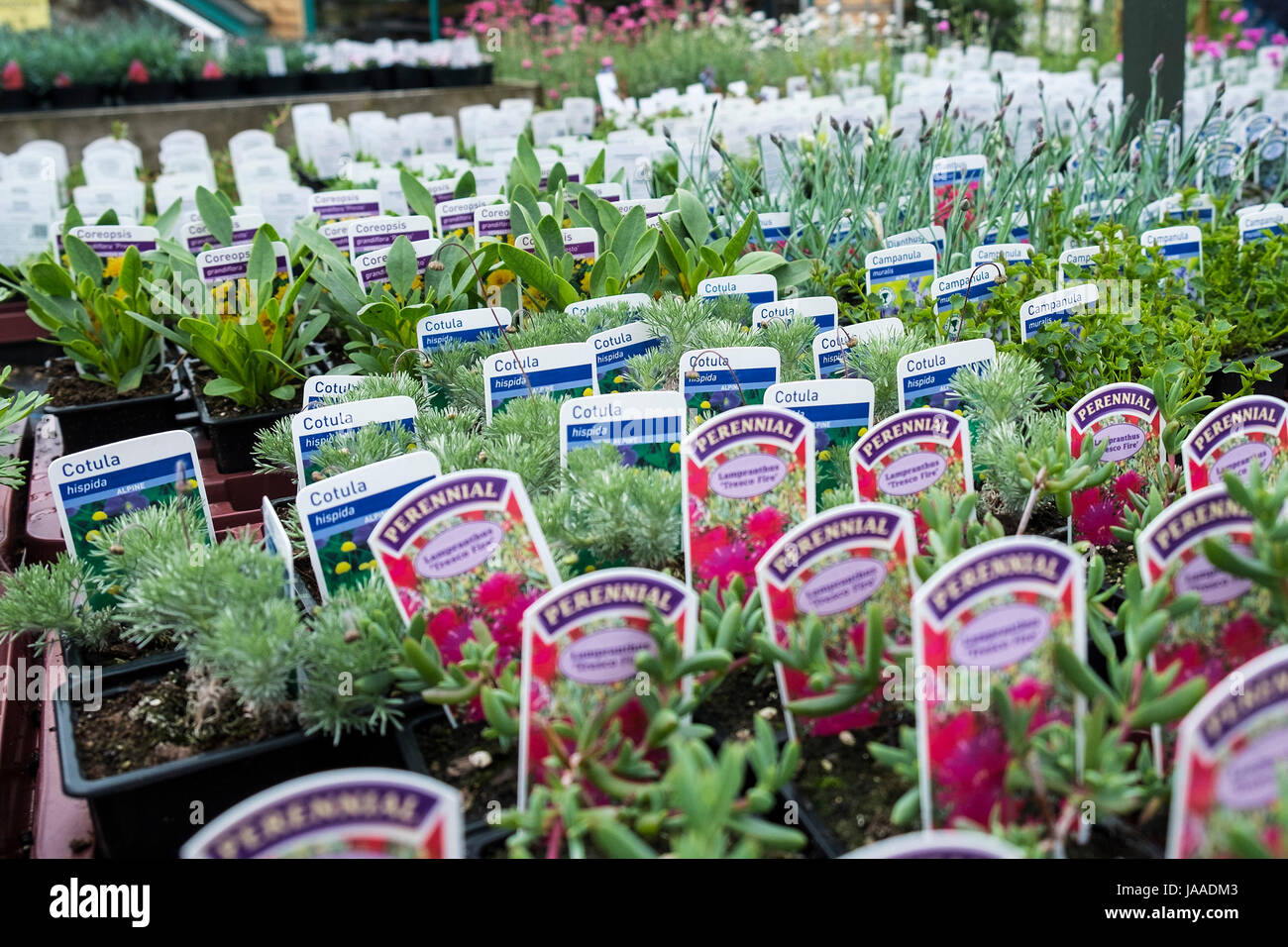 Plants with labels hires stock photography and images Alamy