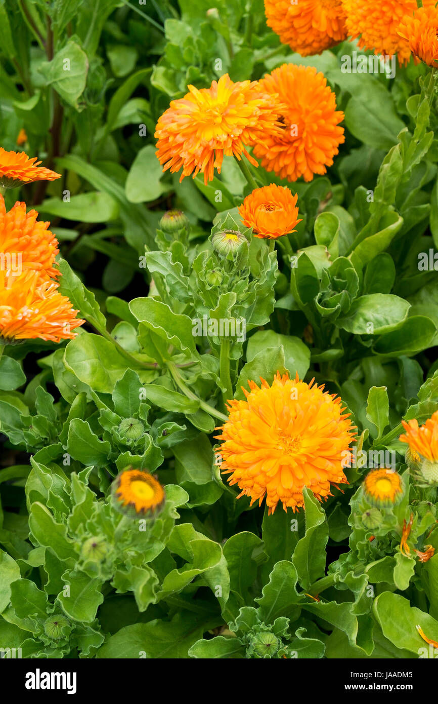 Marigold plants for sale in a Garden Centre and plant nursery. Stock Photo