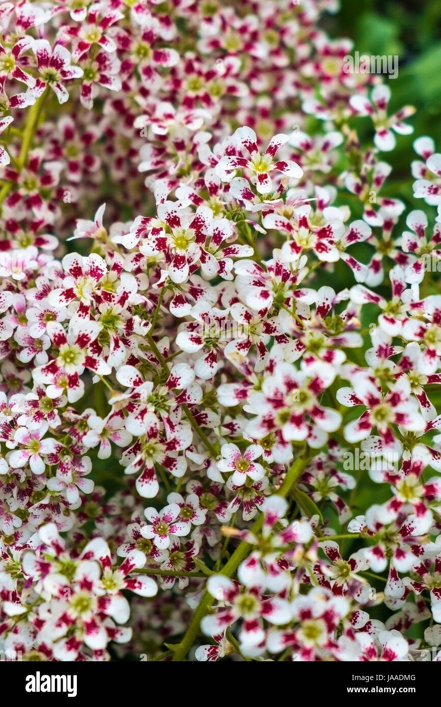 Saxifraga seedling on sale in a Garden Centre and plant nursery. Stock Photo