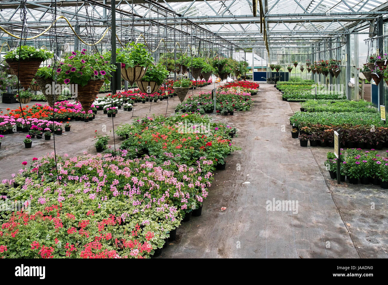 Plants for sale in a Garden Centre and plant nursery. Stock Photo