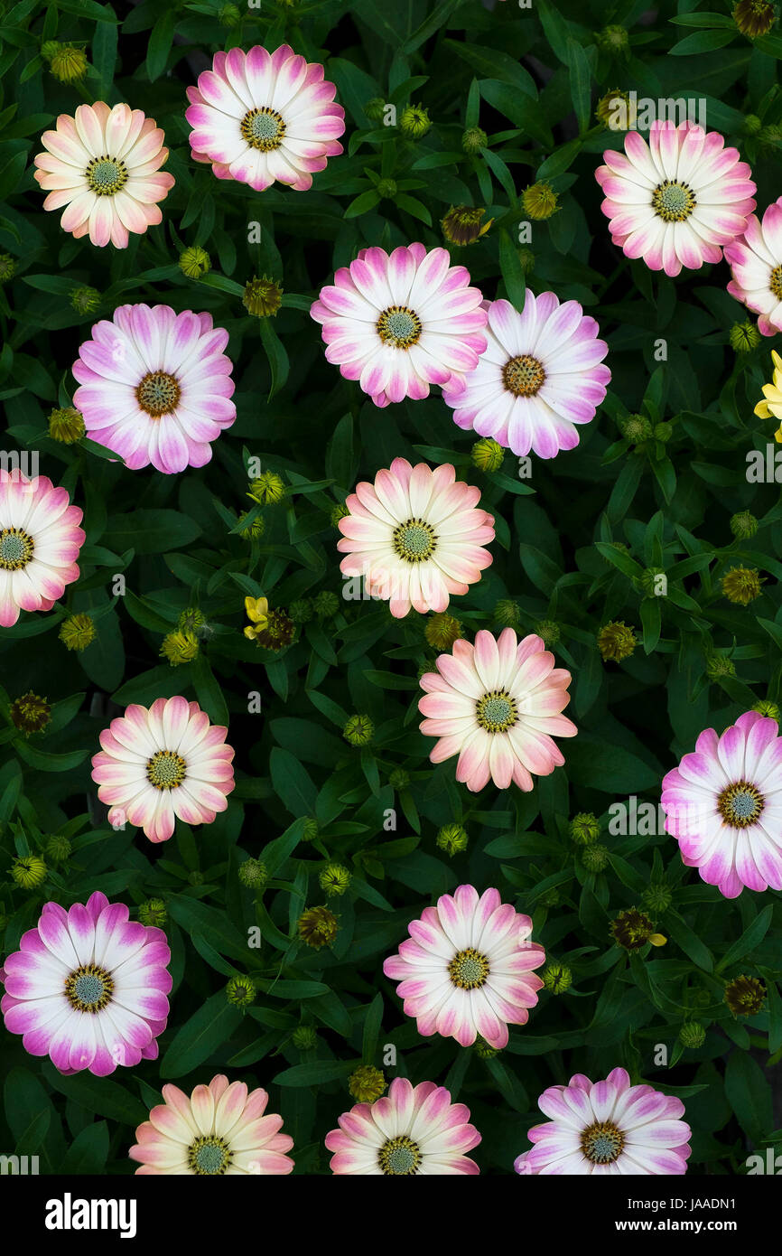 Osteospurmum plants for sale in a Garden Centre and plant nursery. Stock Photo