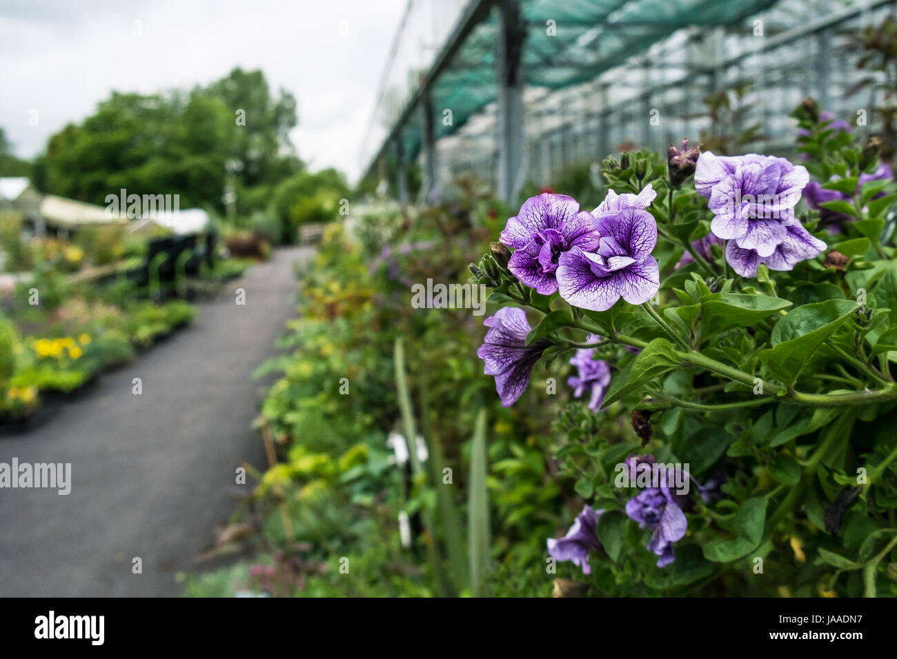 Bodmin garden centre hi-res stock photography and images - Alamy