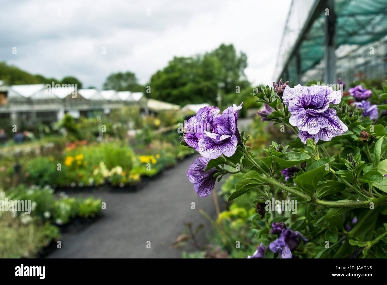 Plants for sale in a Garden Centre and plant nursery. Stock Photo