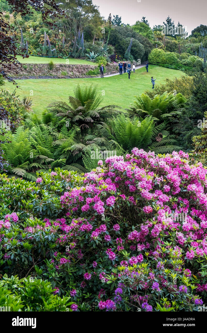 Rhododendrons growing in the sub-tropical Trebah Garden in Cornwall. Stock Photo