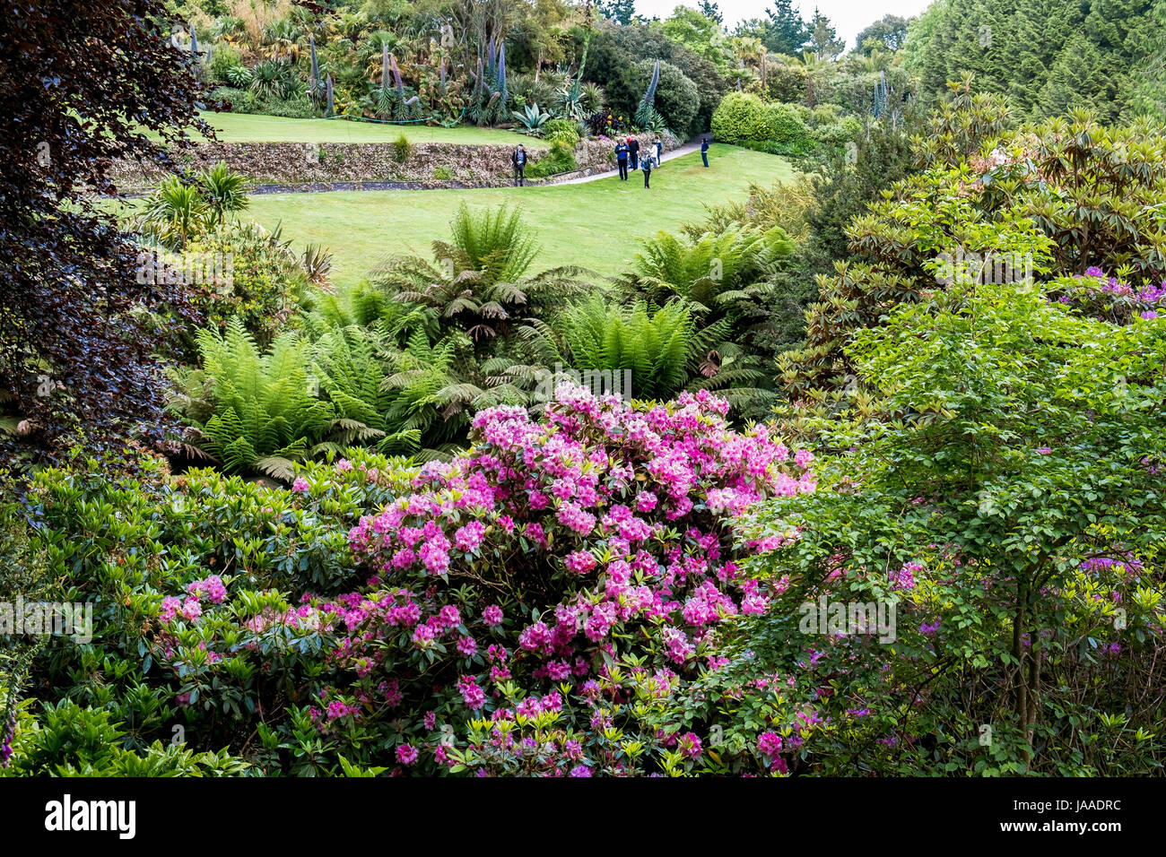 Cornwall Rhododendron Rhododendrons growing in the sub-tropical Trebah Garden in Cornwall ...