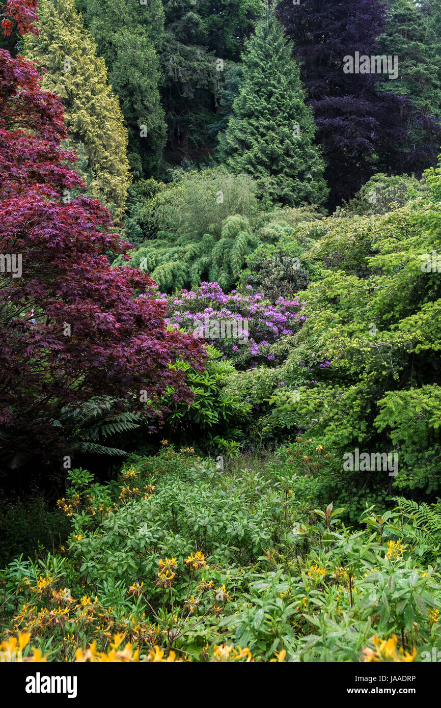 Colourful foliage in the sub-tropical Trebah Garden in Cornwall. Stock Photo