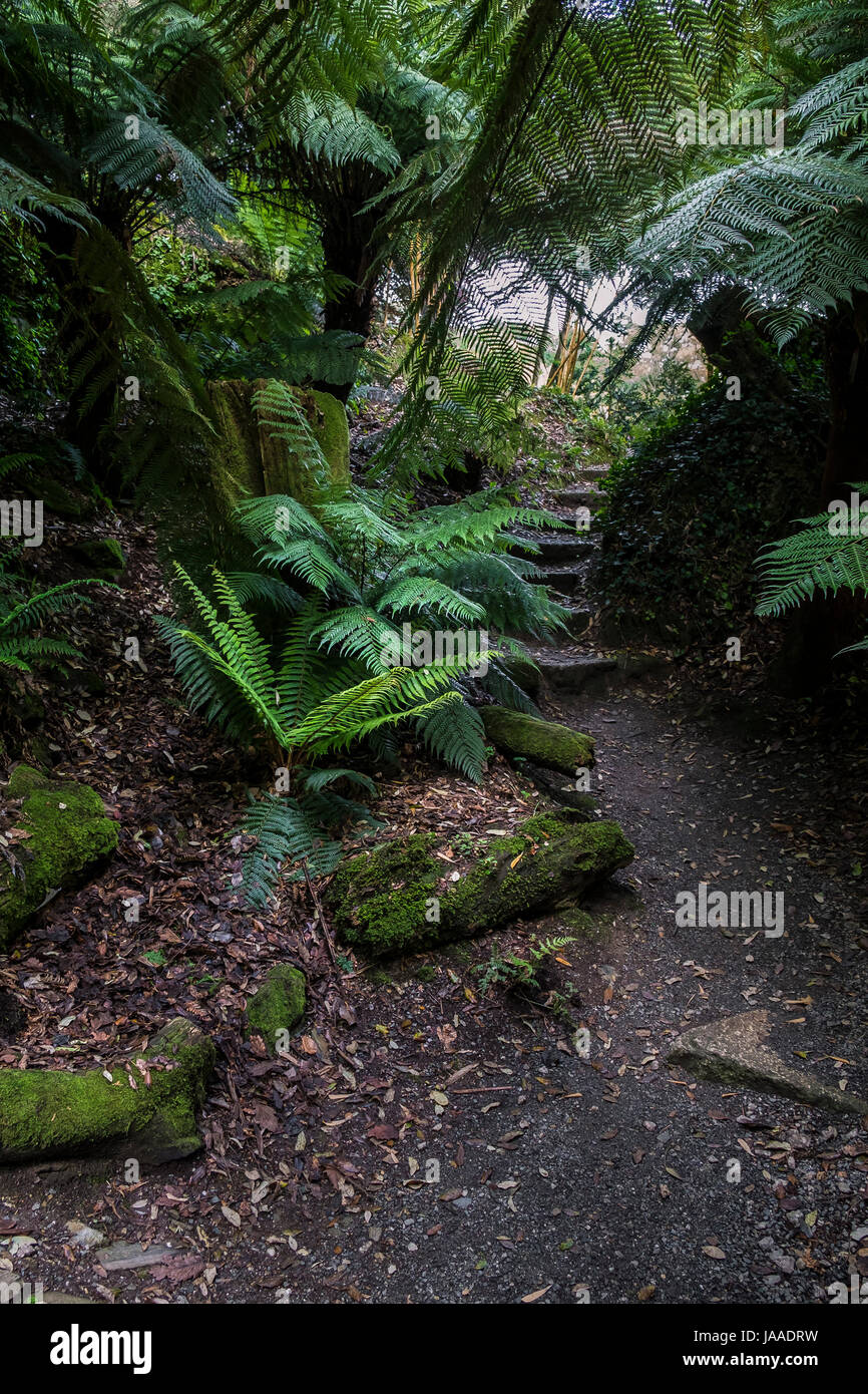 The Stumpery in sub-tropical Trebah Garden in Cornwall. Stock Photo