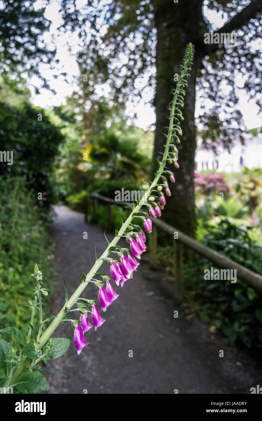 Foxglove. Digitalis purpurea. Stock Photo