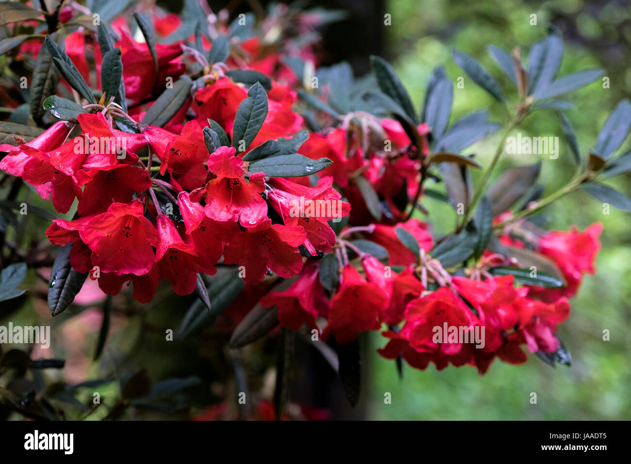 Rhododendron elegant Elizabeth. Stock Photo