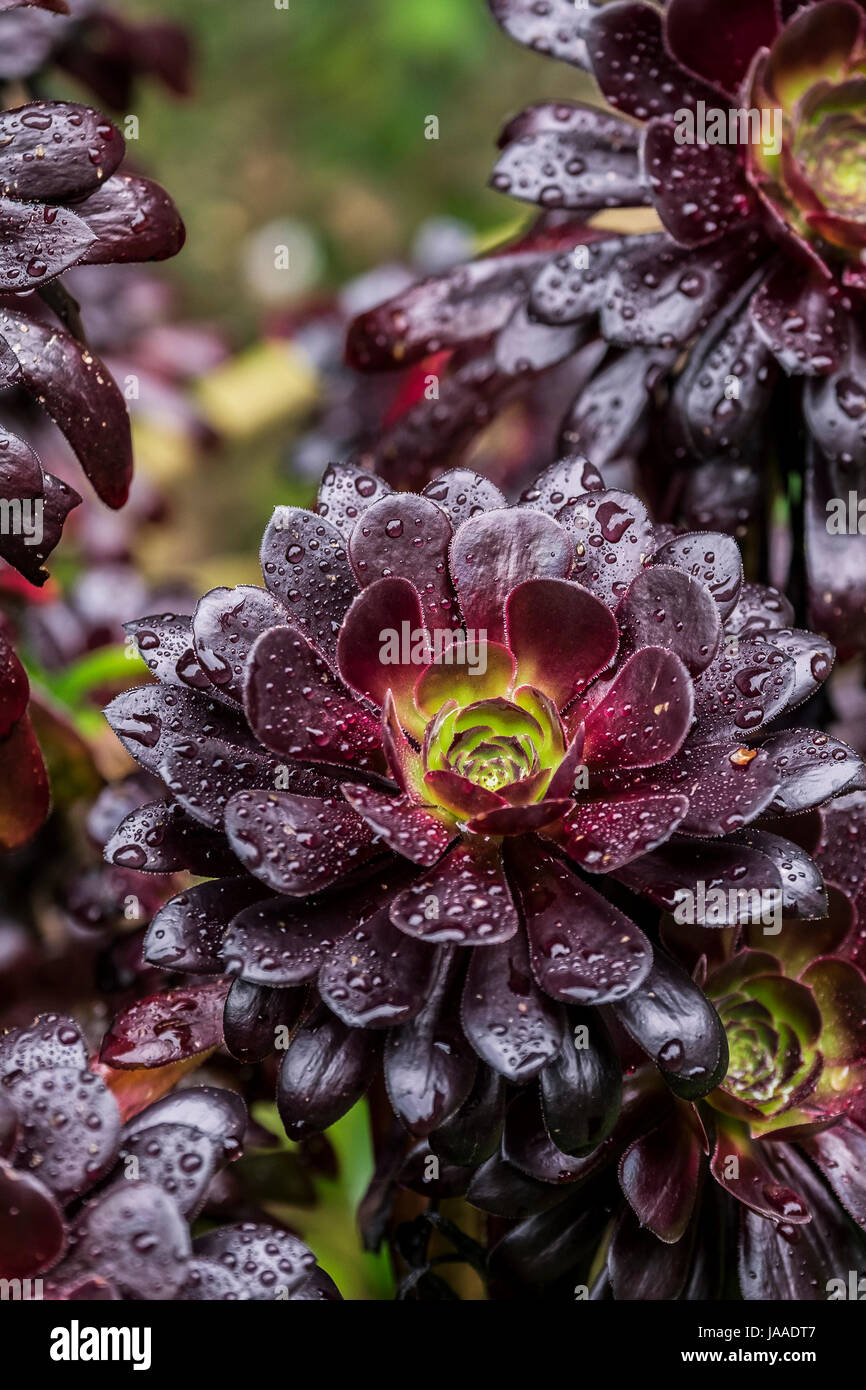Raindrops on an Aeonium plant in Trebah Garden; Zwartkop; Moisture; Succulent; Terminal rosettes; Perennial; Sub-tropical; Plant Stock Photo