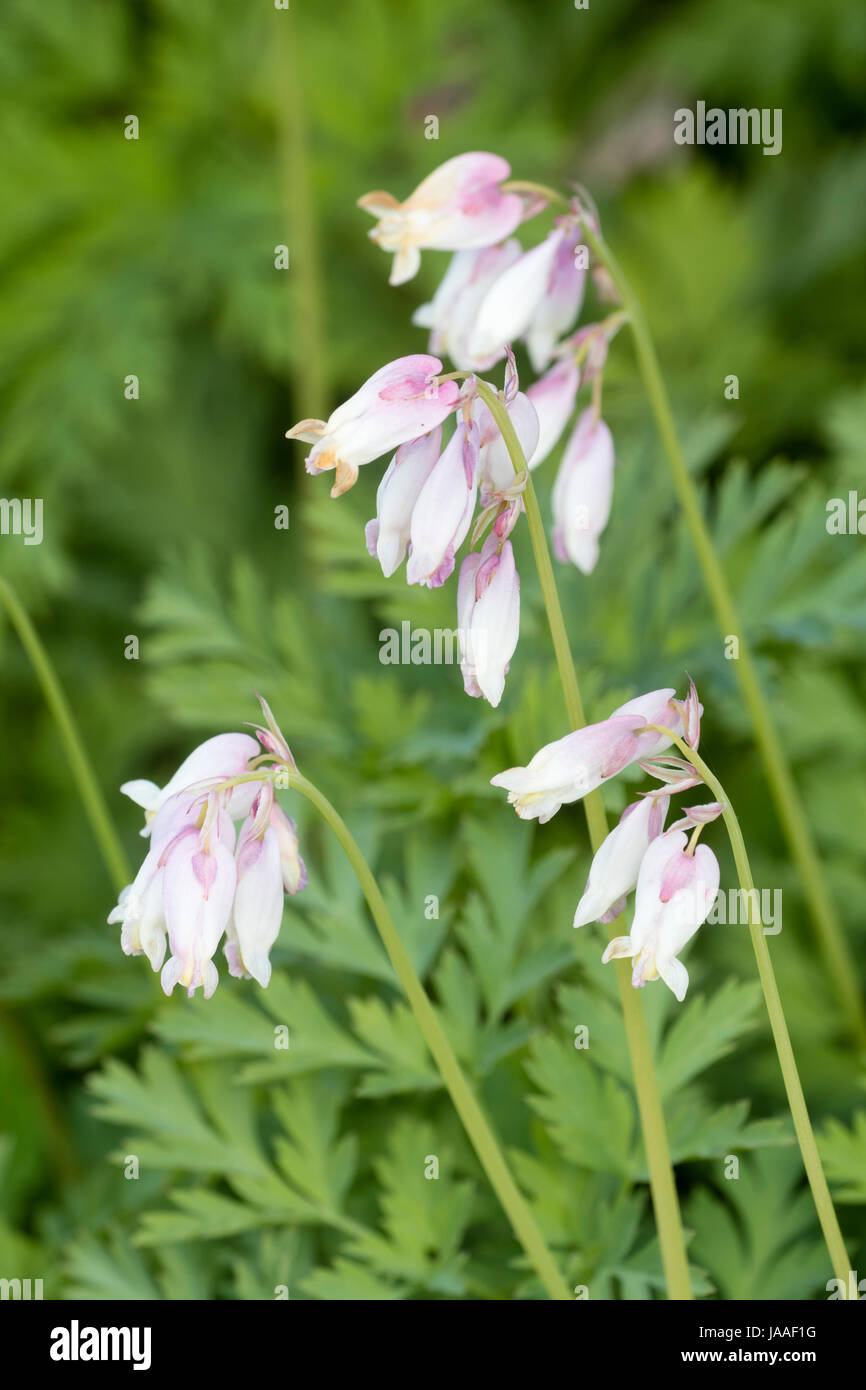 Pink flushed white flowers of the spring flowering woodland perennial, Dicentra formosa ssp oregana 'Langtrees' Stock Photo