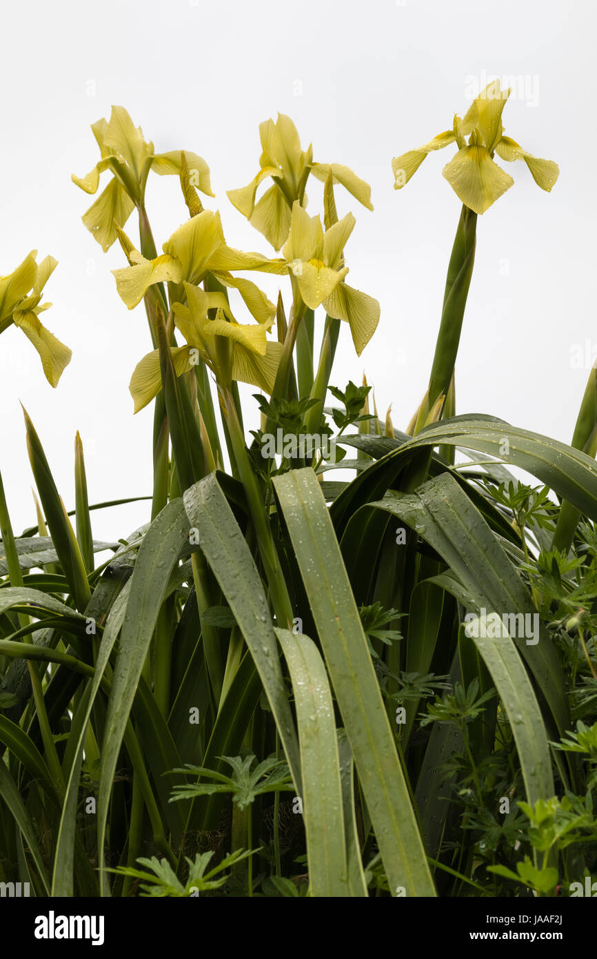 Flowers of the South African iris relative, Moraea alticola, a tall hardy alpine species Stock Photo