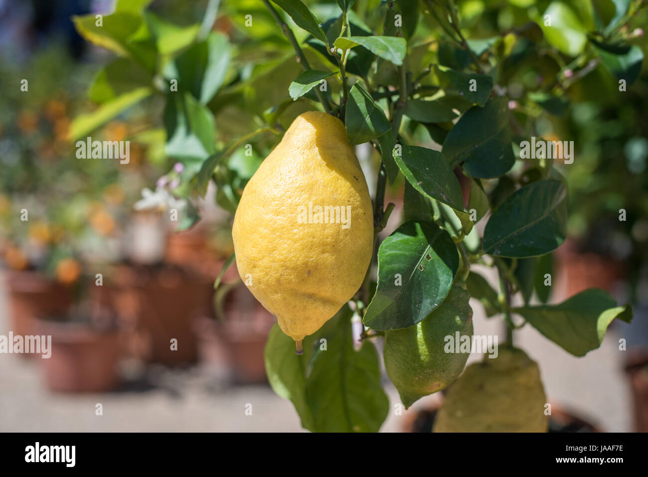 Lemon Images Lemon fruit close up on green tree branch and leaves, selective focus ...