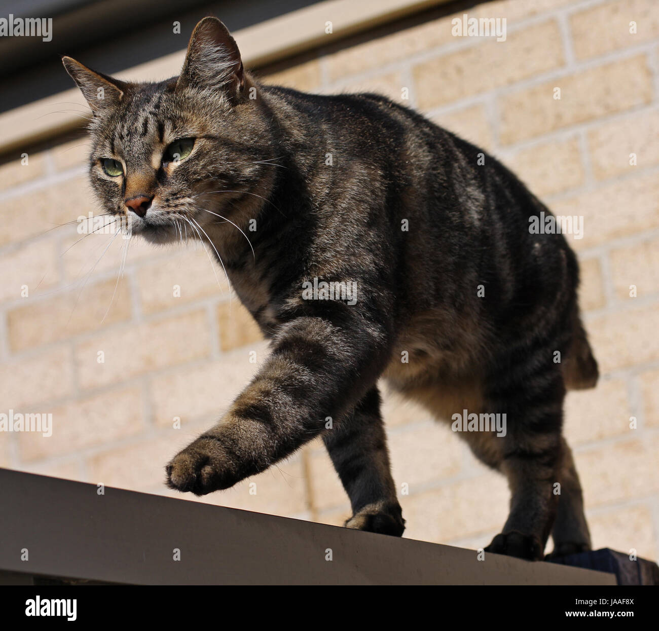 Cat stepping out Stock Photo Alamy