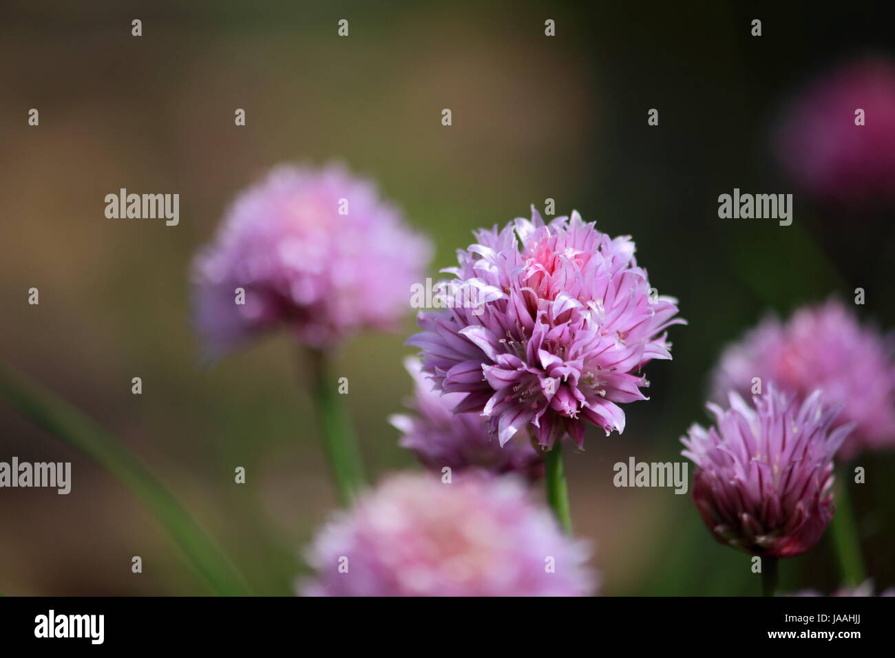 garden, plant, bloom, blossom, flourish, flourishing, rhine, flower ...