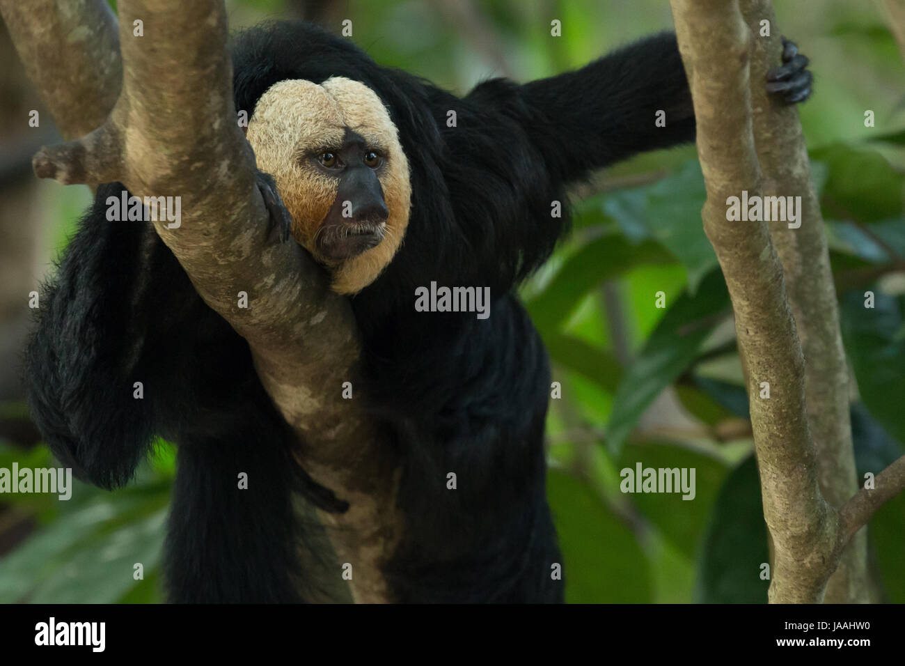 White-faced saki monkey (Pithecia pithecia), also known as the Guianan ...