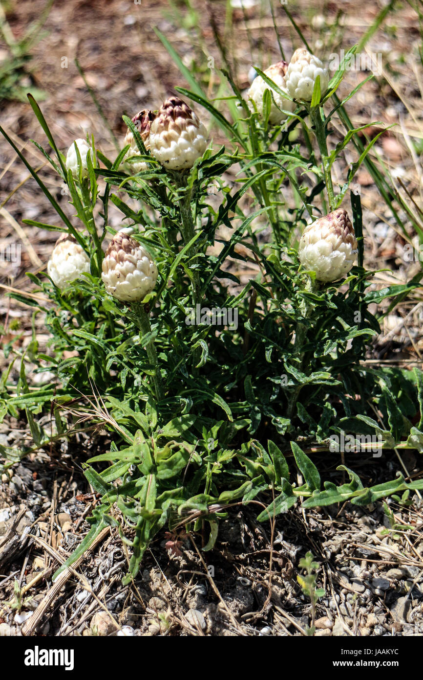 Centaurea conifera Stock Photo