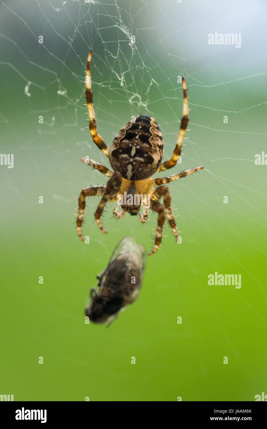 A close-up of a female European garden spider (Araneus diadematus) with a fly it has caught in its web. Stock Photo