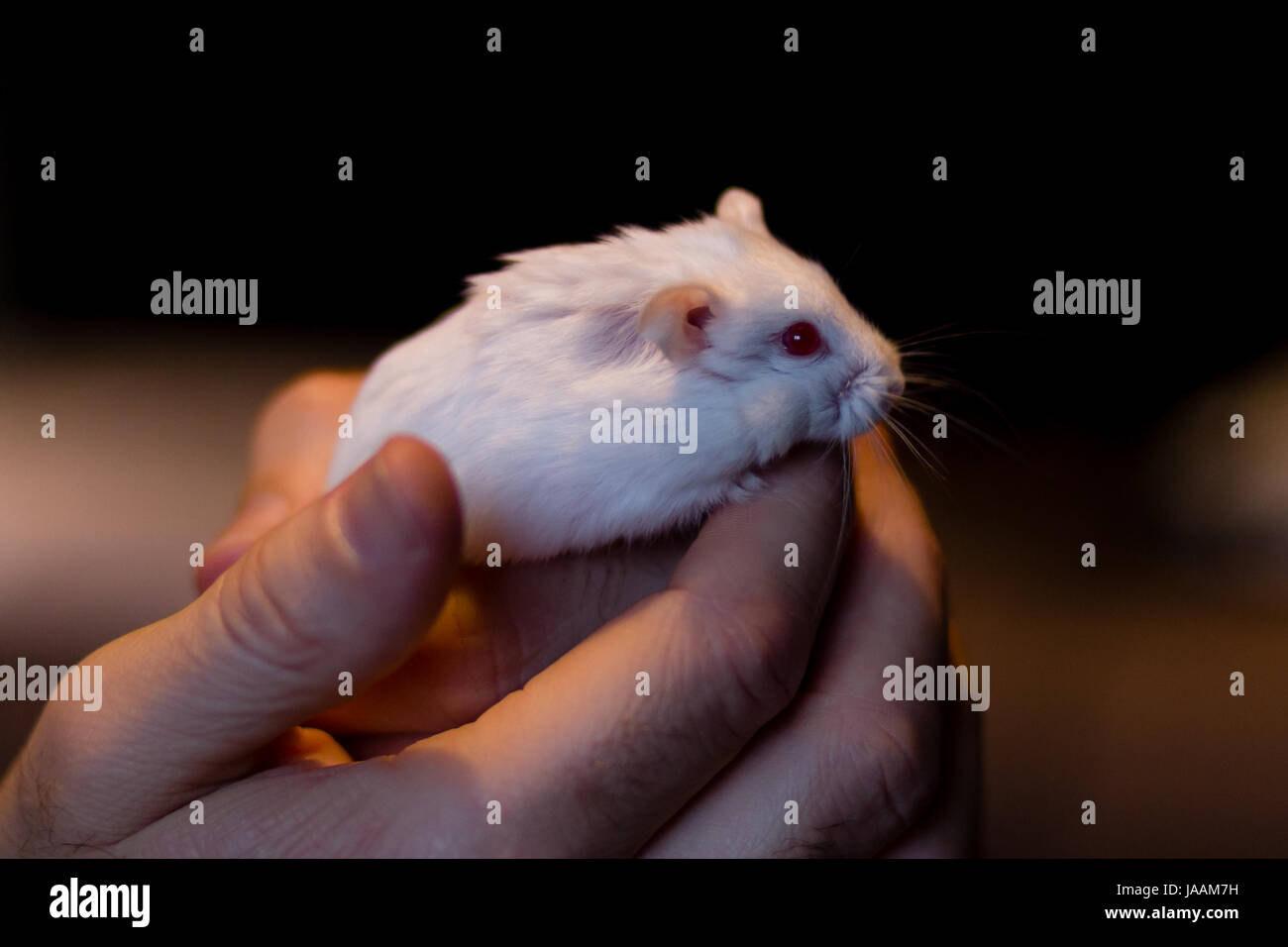 A white russian dwarf hamster on a hand Stock Photo