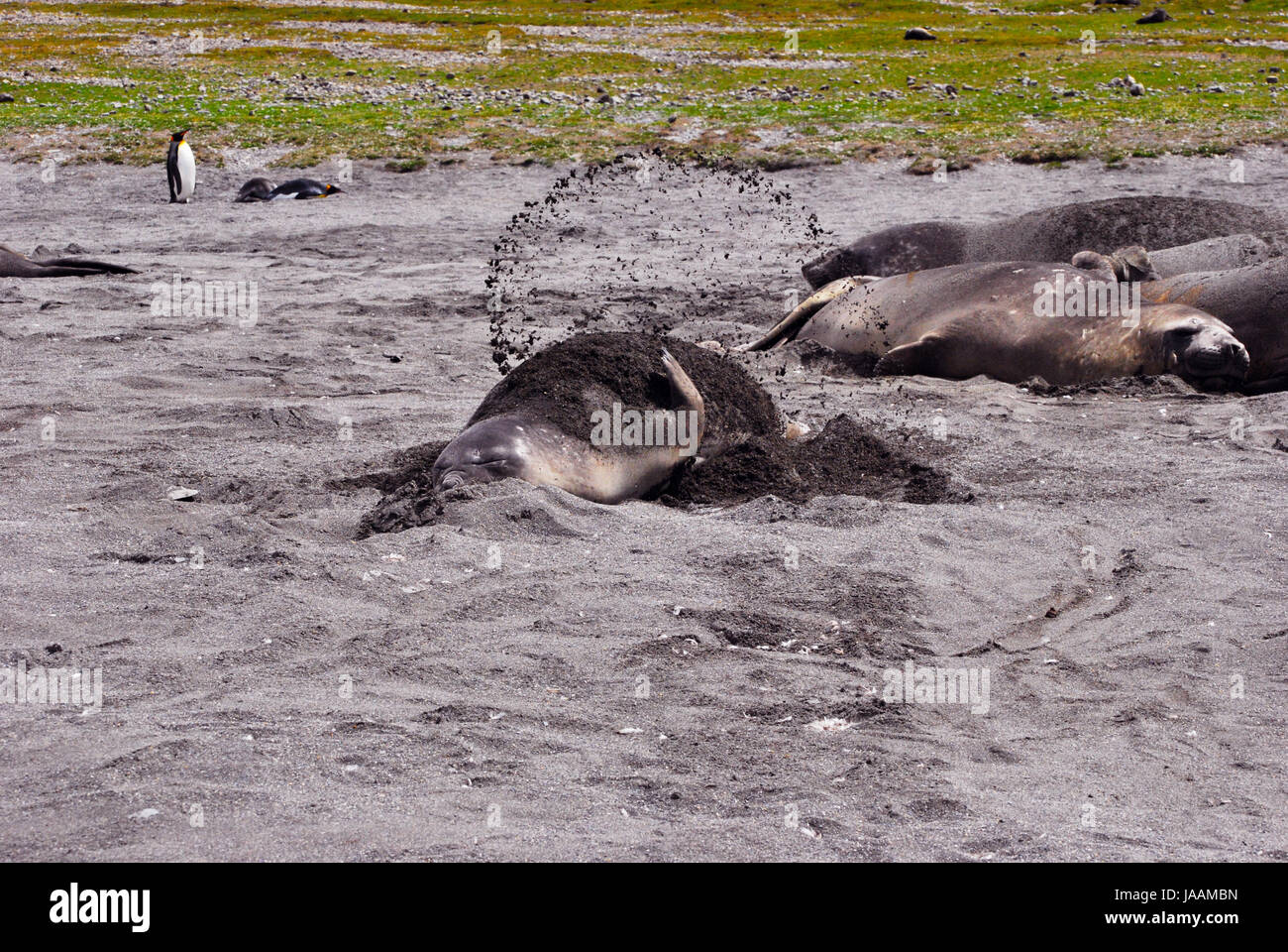 elephant seals on south georgia Stock Photo
