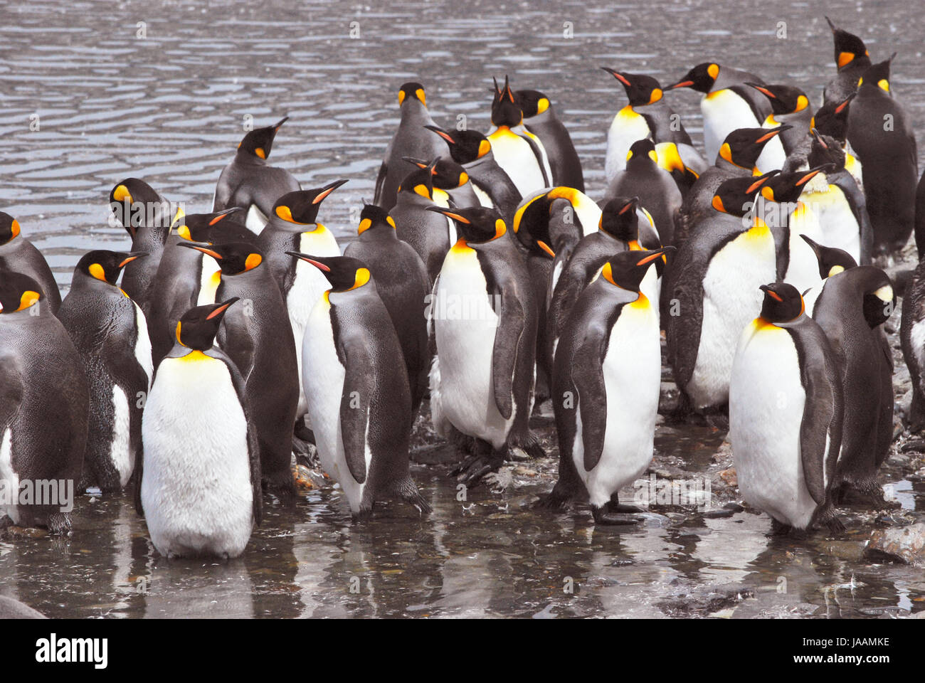 king penguins in south georgia Stock Photo