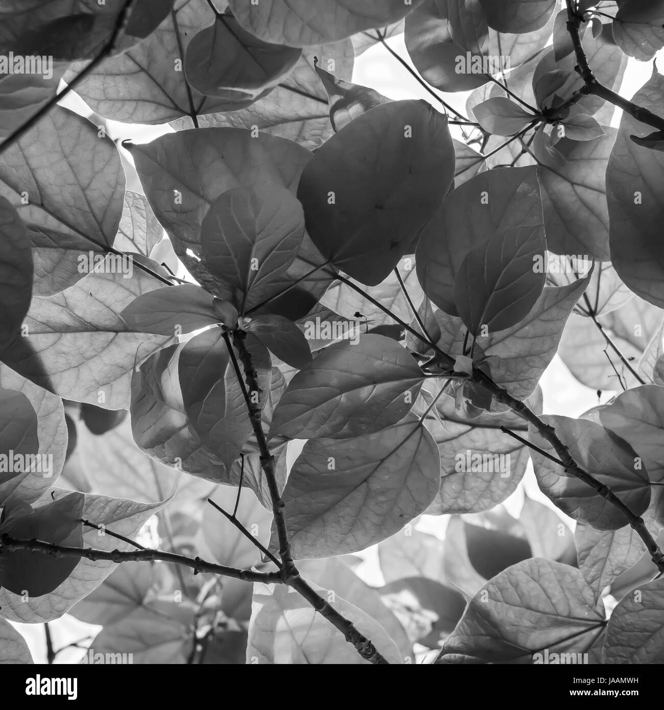 Backlit Tree Leaves and Branches - black and white Stock Photo