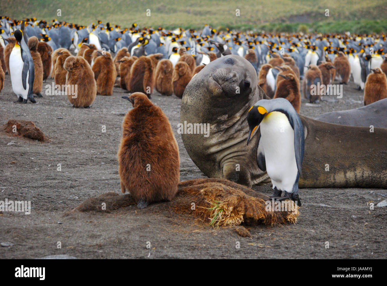 koenig penguins and elephant seal on south georgia Stock Photo