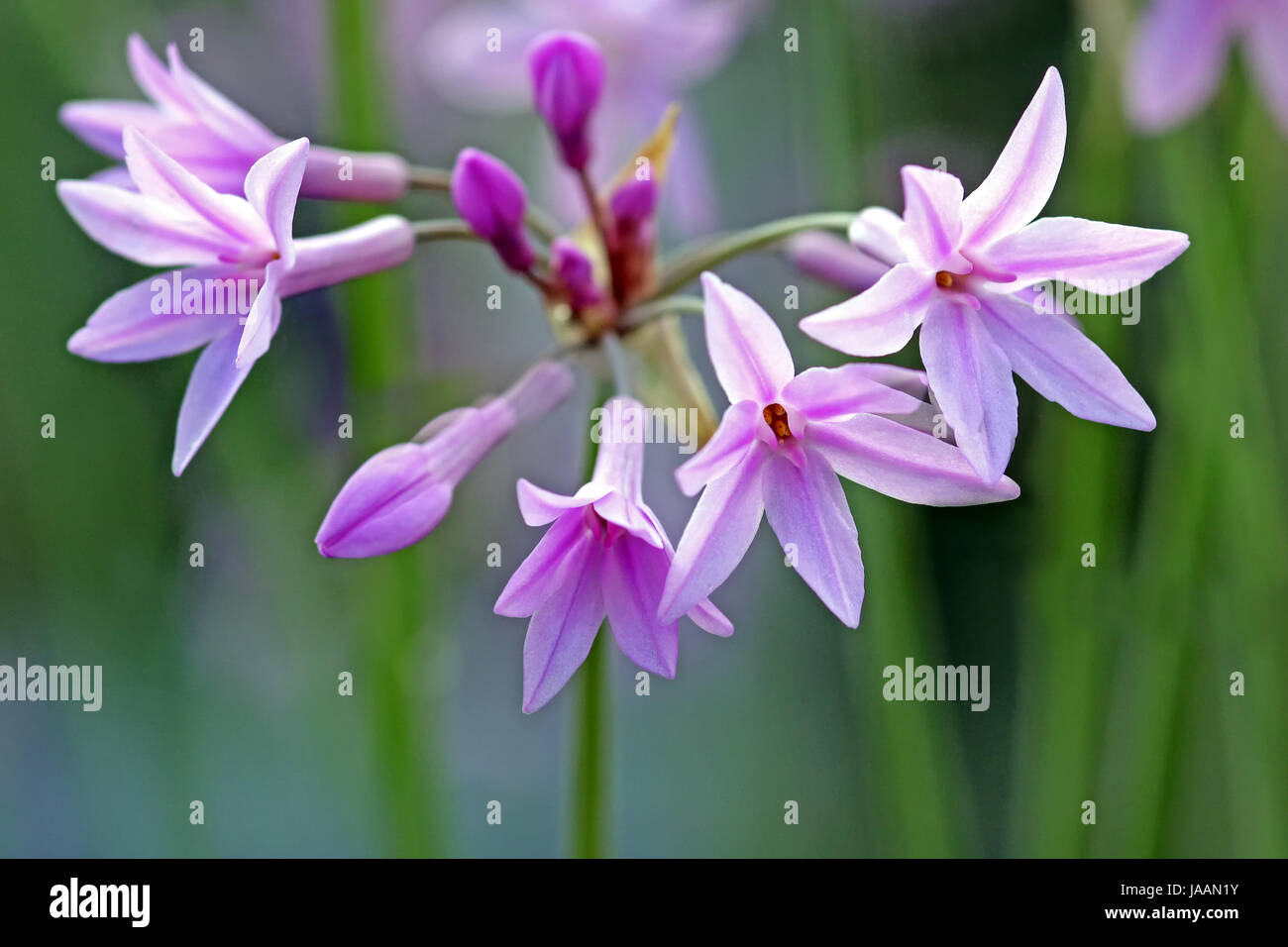 room garlic tulbaghia violacea Stock Photo
